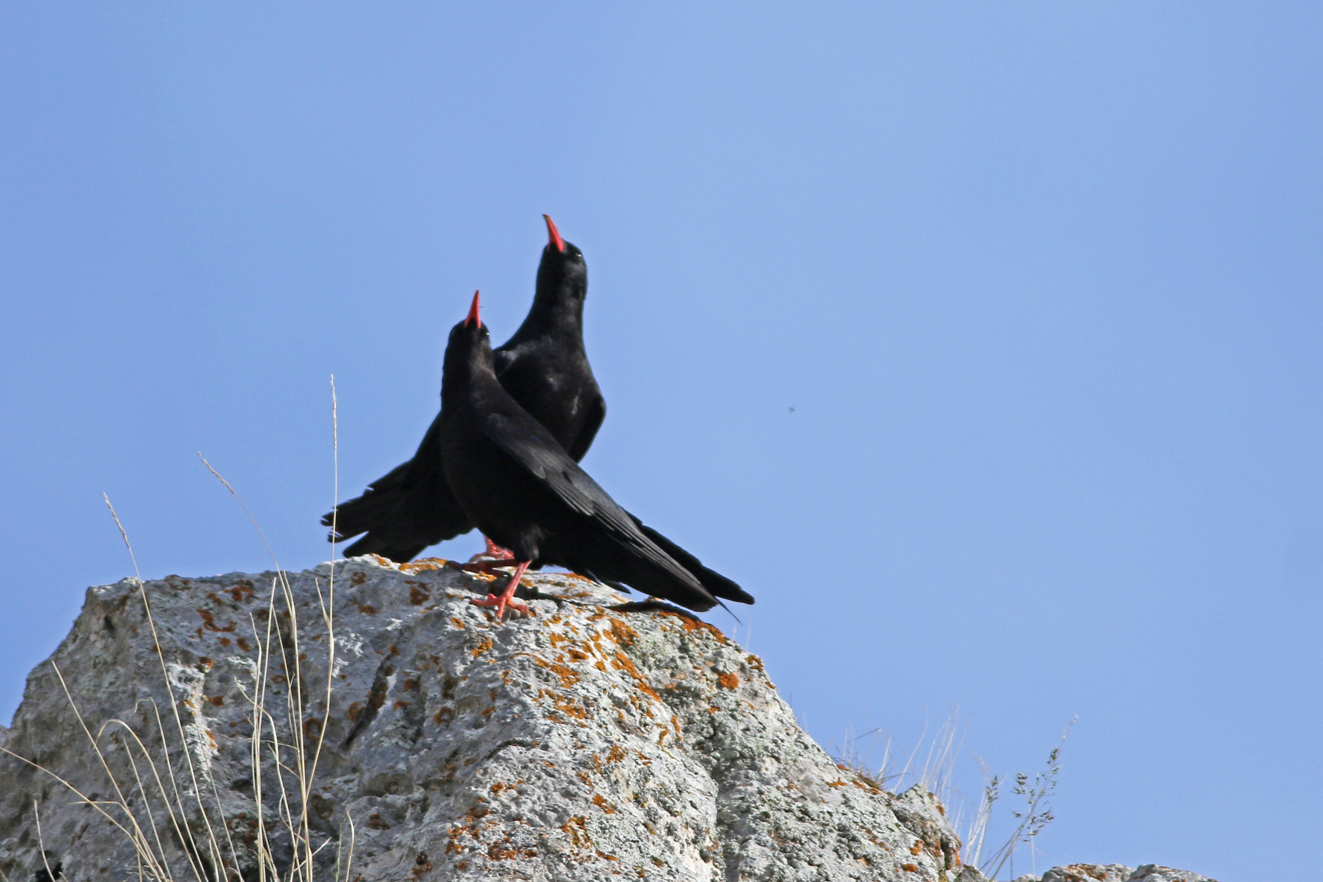 Red-billed Chough